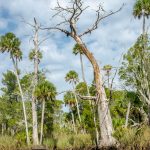 Old Dead Cypress