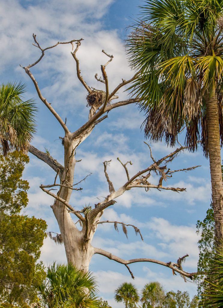 Osprey Nest in Cypress