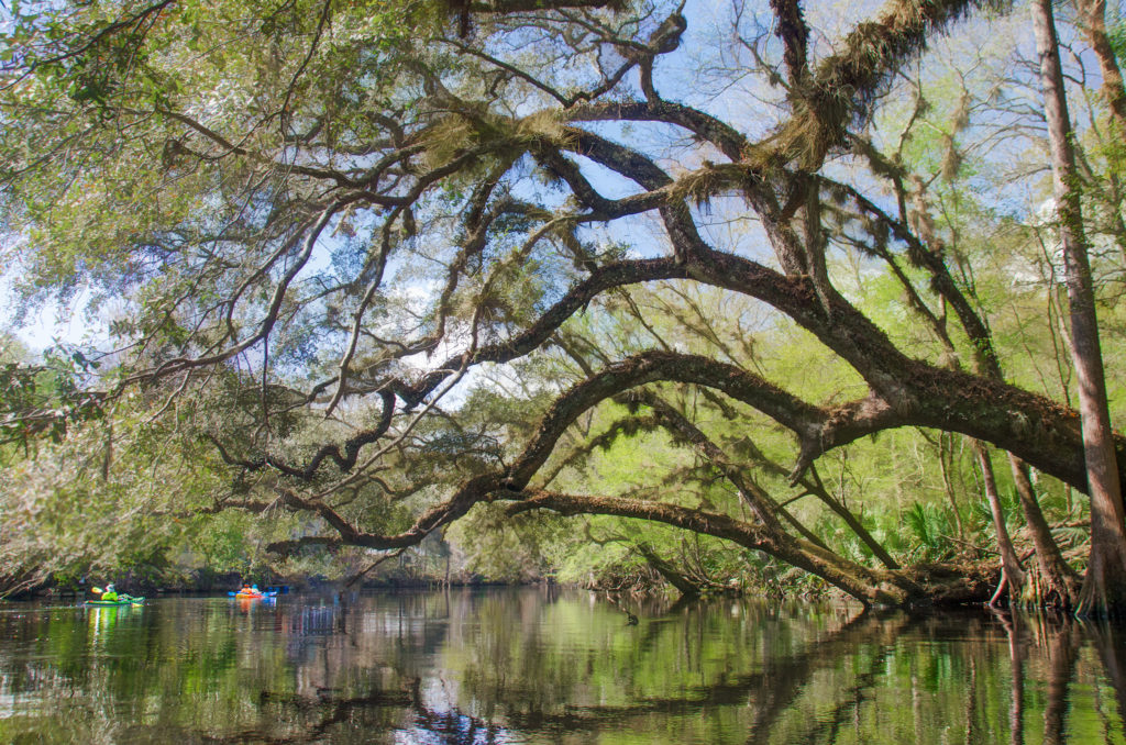 Paddling the Santa Fe River