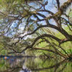 Paddling the Santa Fe River