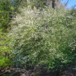 Walter's Viburnum - Viburnum obovatum