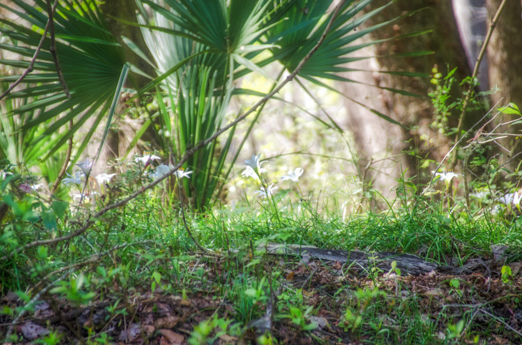 Rain Lily - Zephyranthes spp