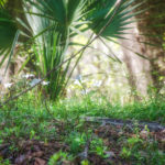 Rain Lily - Zephyranthes spp