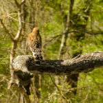 Red Shouldered Hawk