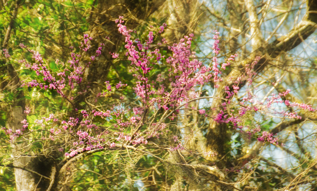 Redbud Tree - Cercis canadensis