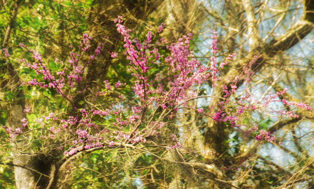 Redbud Tree - Cercis canadensis