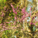 Redbud Tree - Cercis canadensis