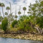 Rocky Waccasassa Shoreline