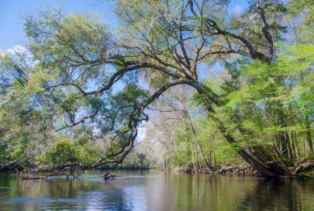 Spring Oak over the Santa Fe River