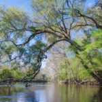 Spring Oak over the Santa Fe River