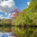 Spring on the Santa Fe River