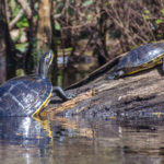 Suwannee Cooter - Pseudemys suwanniensis