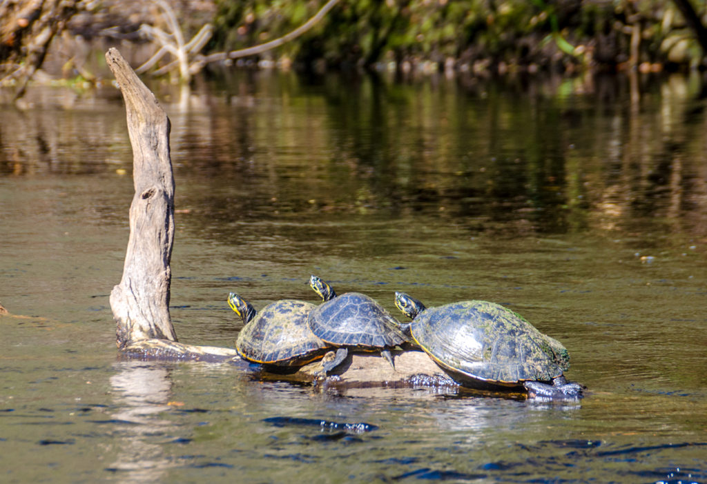 Three Cooters