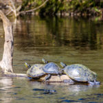 Three Cooters