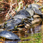 Turtles enjoying the warm afternoon