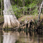 Water level mark on a Bald Cypress