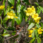 Yellow Jasamine - Gelsimium sempervirens