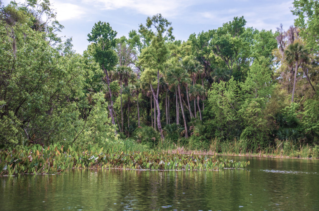 Alexander Spring Creek Palms