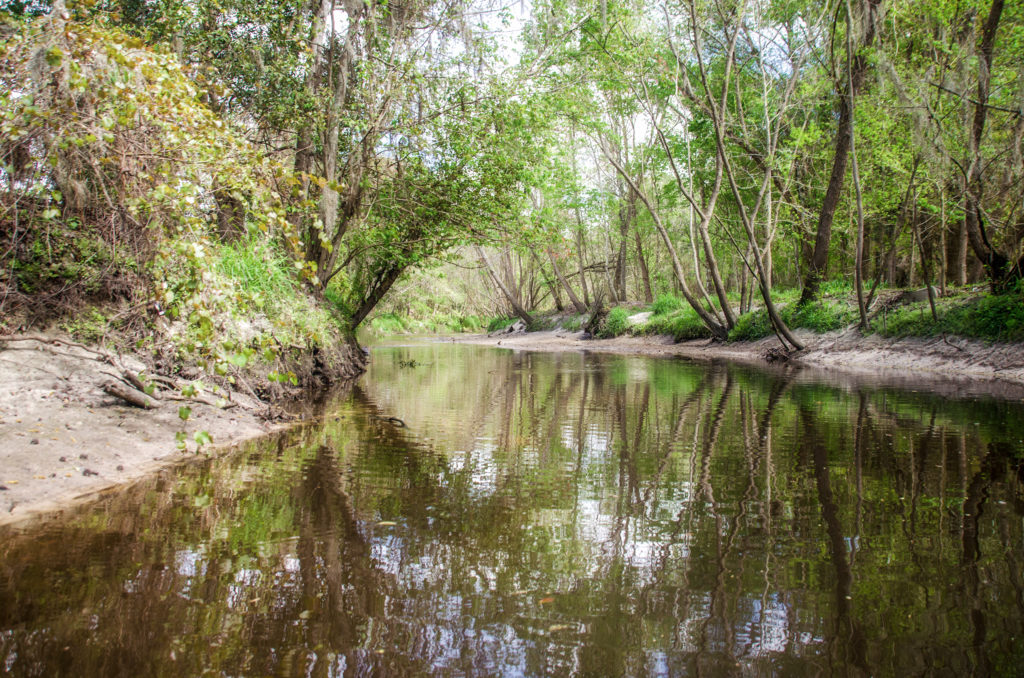 Alligator Creek