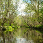 Alligator Creek near Starke