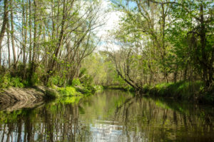 Alligator Creek near Starke