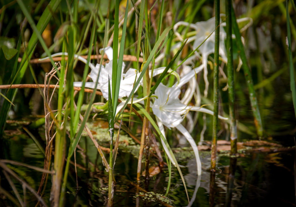 Alligator Lily - hymenocallis palmeri