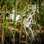 Alligator Lily - hymenocallis palmeri
