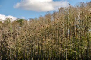 Anhinga Rookery