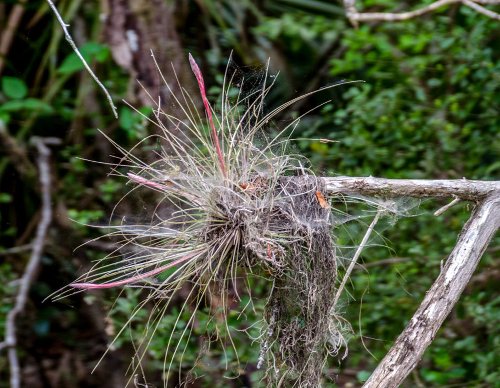 Bartram's Airplant on Alexander Spring Creek