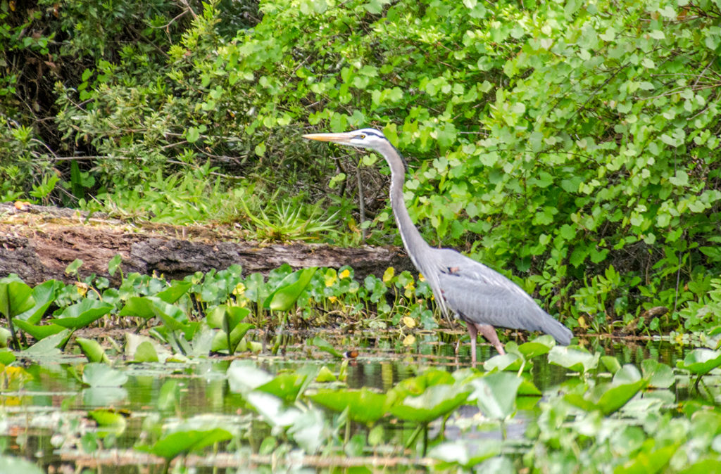 Blue Heron on Alexander Spring Creek