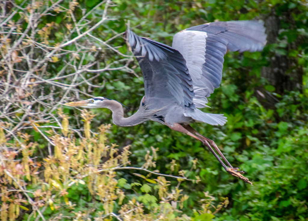 Blue Heron over Alexander Springs Creek