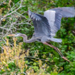 Blue Heron over Alexander Springs Creek