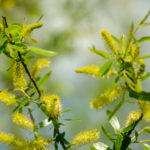 Coastal Plain Willow - Salix caroliniana