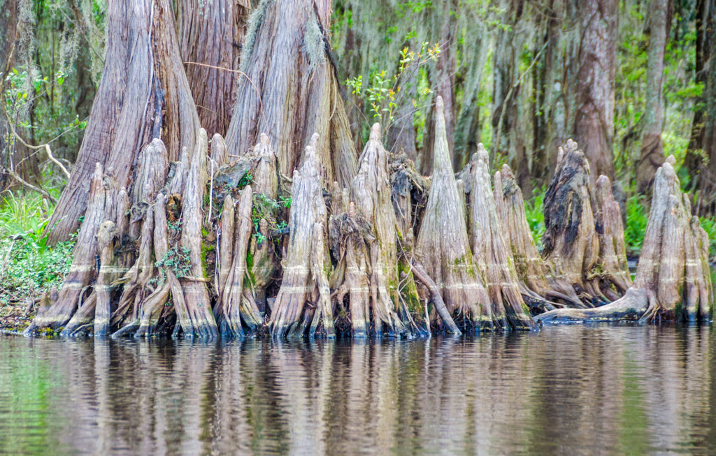 Cypress Knee water gauge