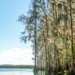 Cypress Shoreline