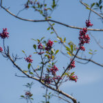 Dahoon Holly Okefenokee