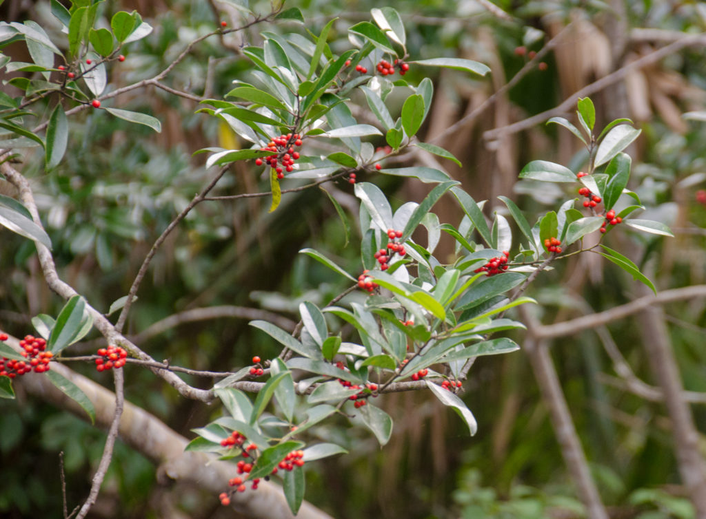 Dahoon Holly on Alexander Spring Creek