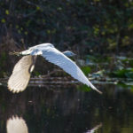 Egret Takes Flight