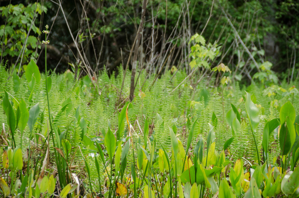 Ferns and Pickerel Weed