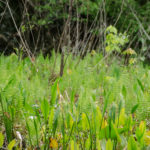 Ferns and Pickerel Weed