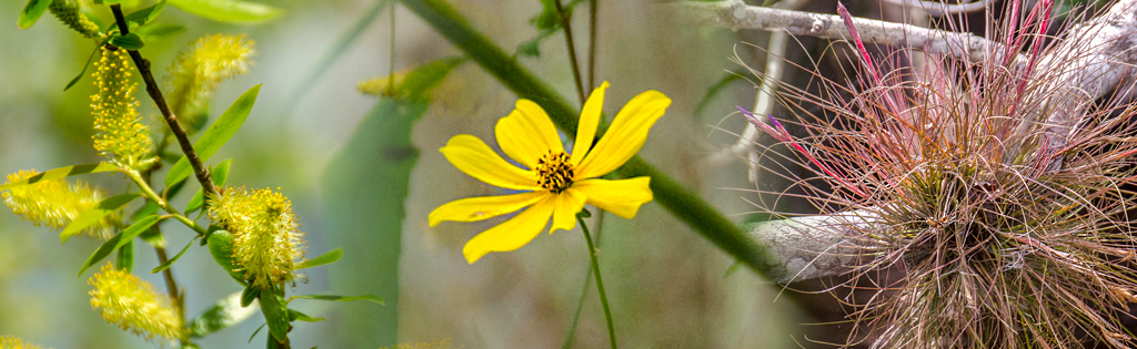 Flora Header