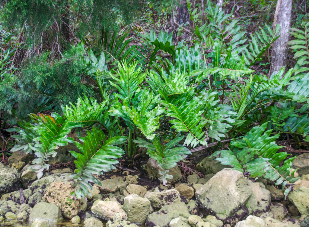 Giant Leather Fern - Withlacoochee