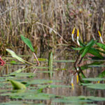 Golden Club - Orontium aquaticum