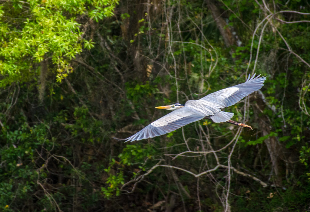 Great Blue Heron in Flight