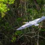 Great Blue Heron in Flight