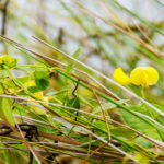 Hairy Cowpea - Vigna luteola