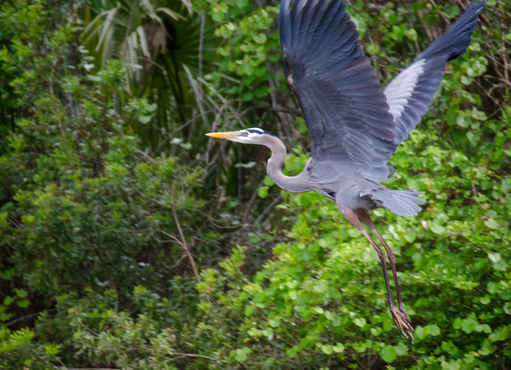 Heron in flight-Alexander Spring Creek