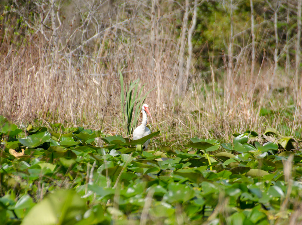 Ibis