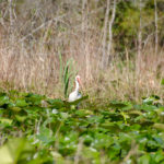 Ibis