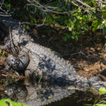 Large Gator at Launch